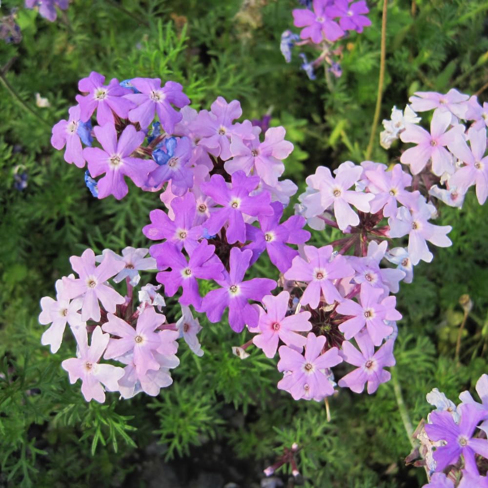 2 Lavender Verbena Live Plants, Trailing Verbena Plants for Planting Outdoor, Perennial Ground Cover Flowers 4-7 Inches