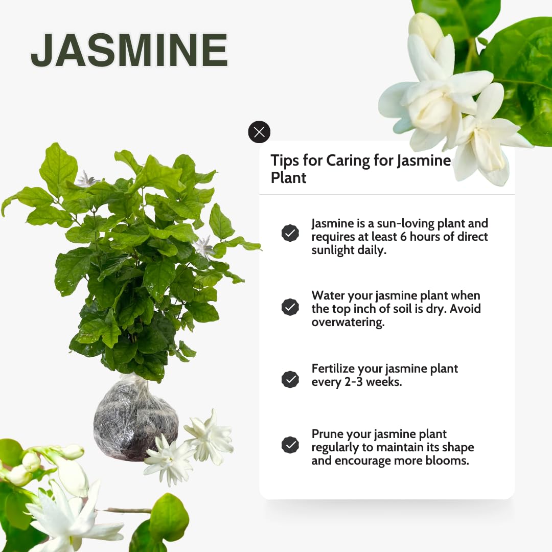 3 Jasmine Plants Indoor Live, Live Blooming Jasmine Plant, 4 to 6 Inc Tall, Maid of Orleans Jasmine Plants Live, Jasmine Plant for Garden, Jasmine Live Plant