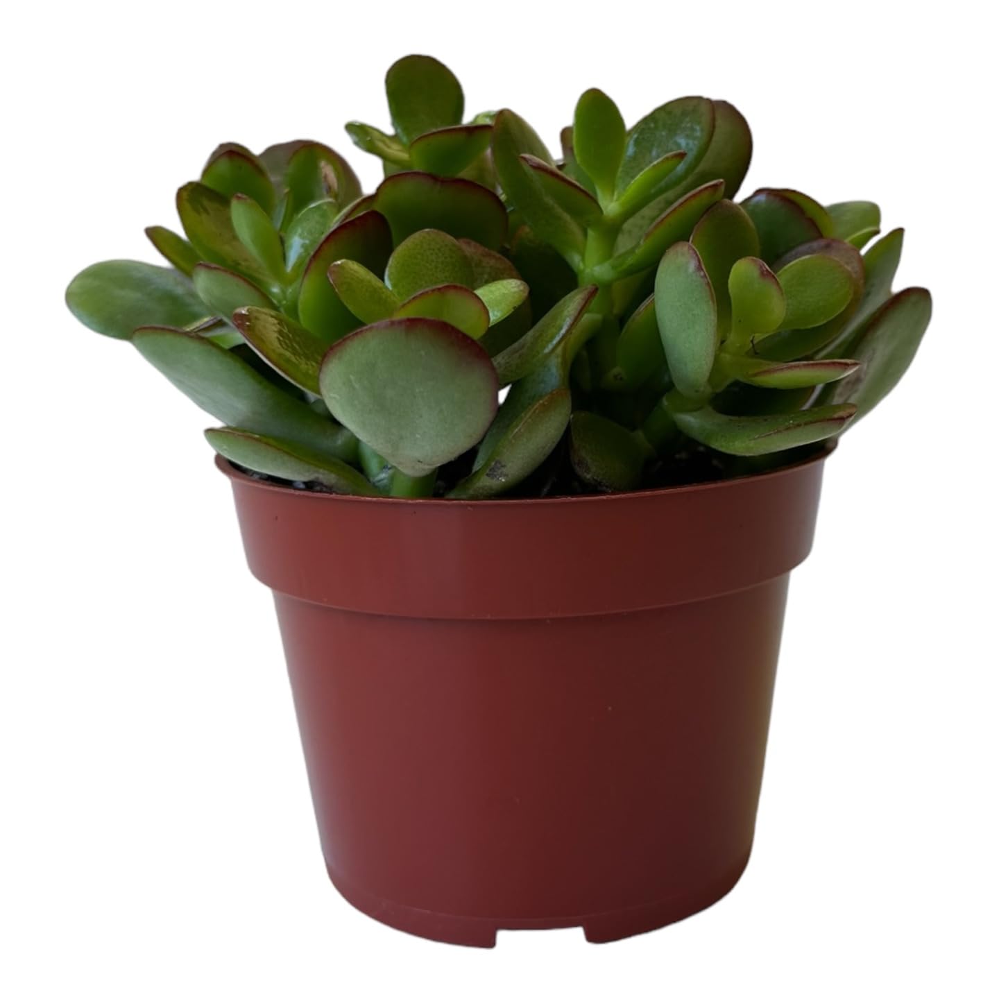 Live Plant, Jade Plant, Crassula Ovata 4 inch Pot - Succulents - Hopewind Plants Shop