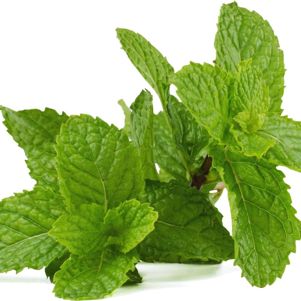 Mint Plant Live, 3 Mojito Mint Herb Plants, 4 to 6 Inc Tall, Fragrant Perennial Plants for Gardening Outdoor, No Pot