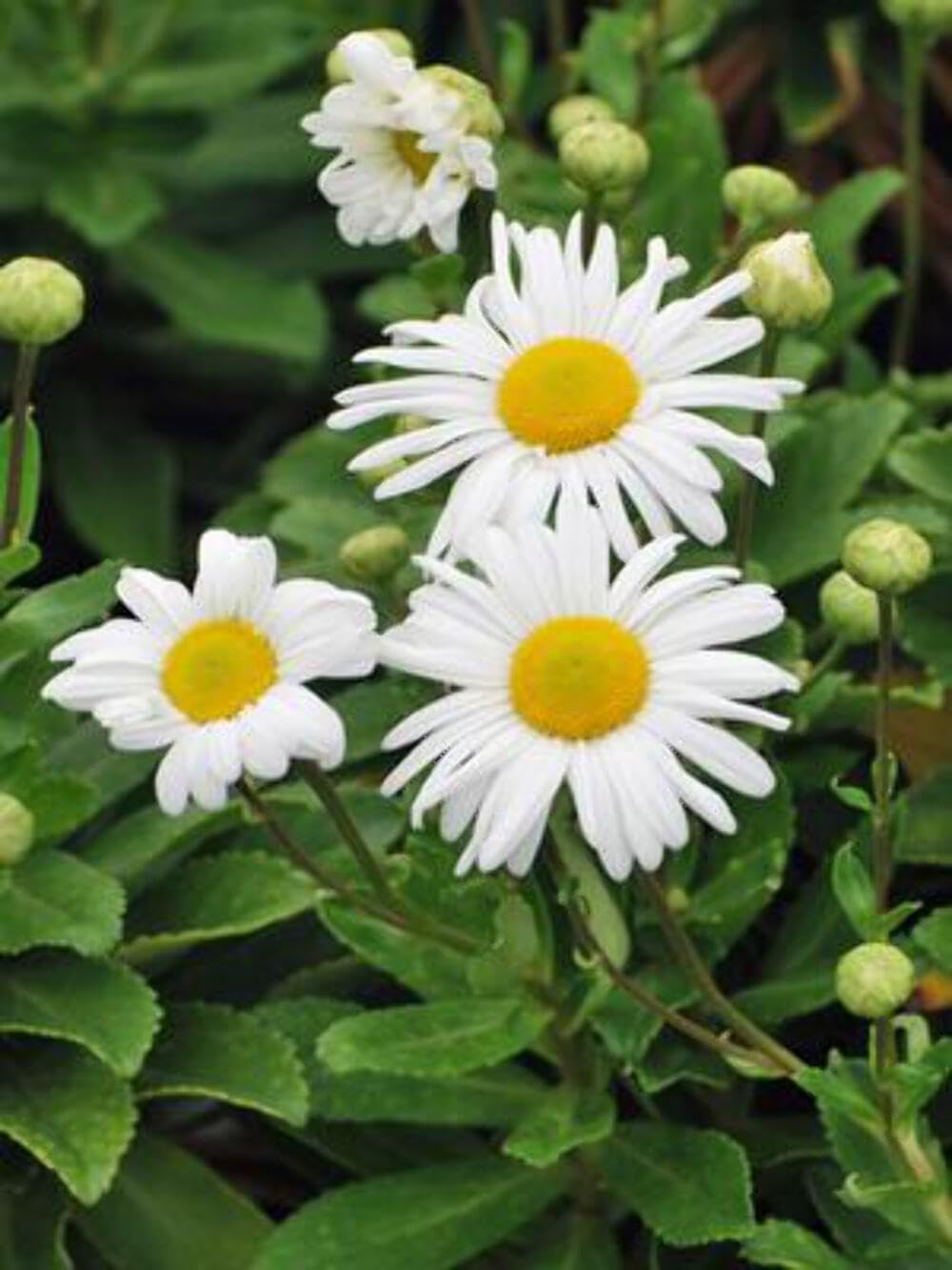 Perennial Farm Marketplace Chrysanthemum nipponicum (Nippon Daisy) Perennial, Size-#1 Container, Big White Flowers