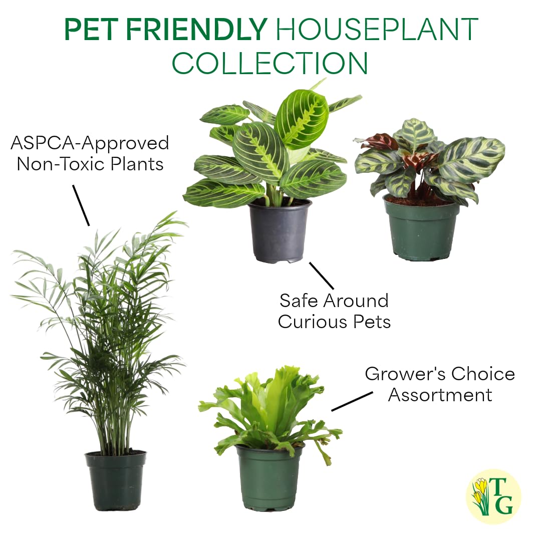 Thorsen's Greenhouse Live Pet Safe Houseplants (4 Pack), Easy to Grow, Pet Friendly & Non-Toxic, Grower's Choice Bundle, 4-inch Diameter Established Plants, Nursery Pot (4-Pack)