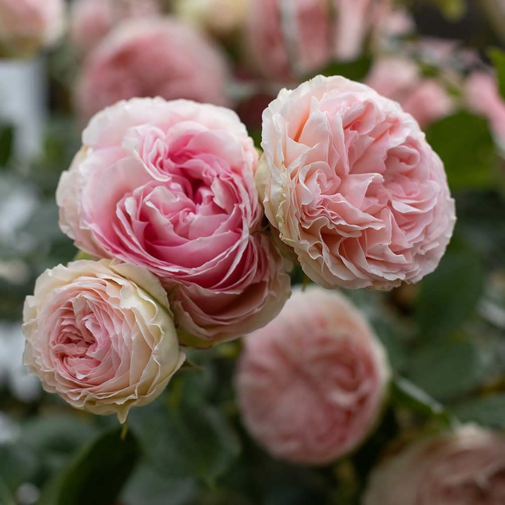 Heirloom Climbing Roses, Live Own Root Plant for Outdoor Garden, Eden Climber®, Lightly Fragrant, Hardiness Zones 5-10, Repeat Blooming