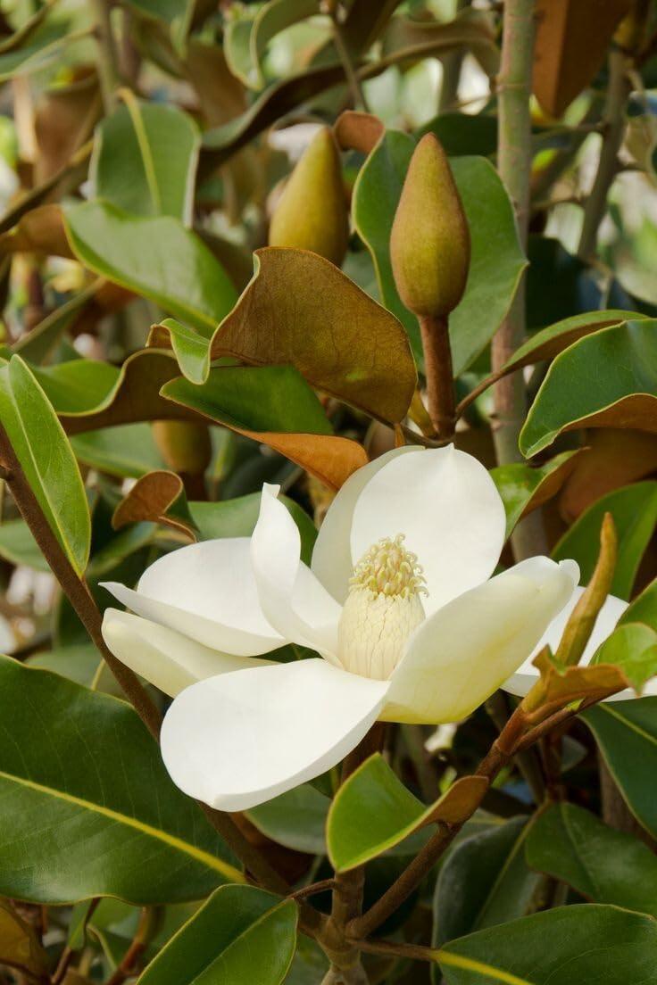 Live Plant - Southern Magnolia Tree 20-28 inch Tall