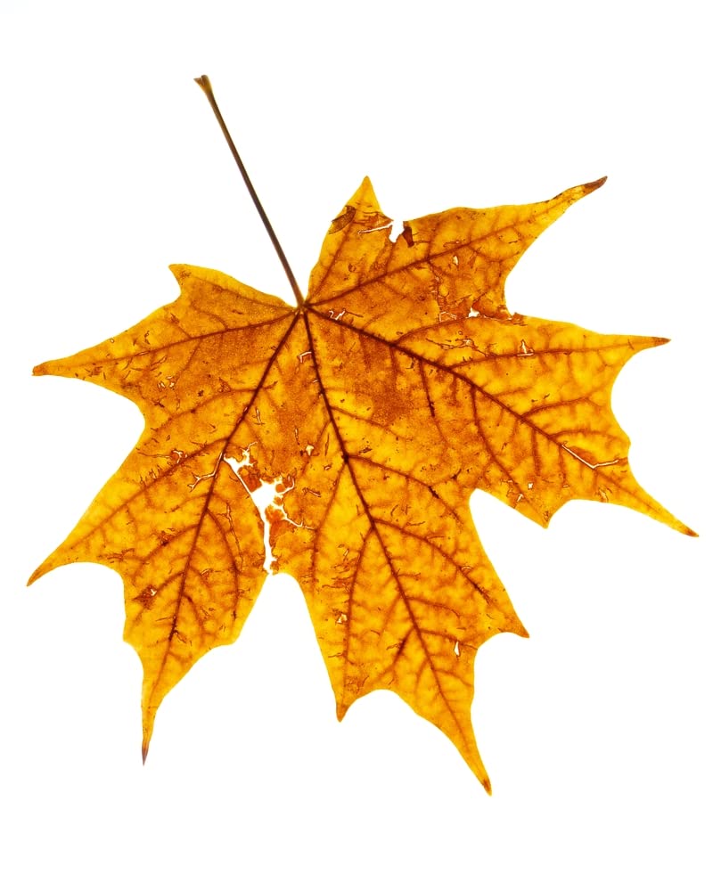 Live Tree Seedling for Planting - Grow Live Tree Plants - No Ship to California (Sugar Maple)