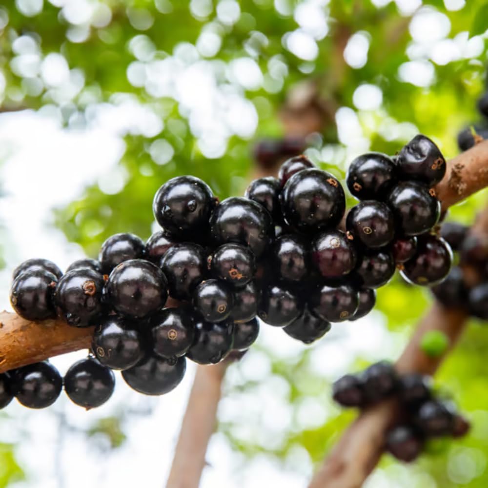 Black Jaboticaba Tree Live Plant, Jabuticaba Plant Starter 4-8 Inches, Brazilian Grape Tree for Outdoor Planting