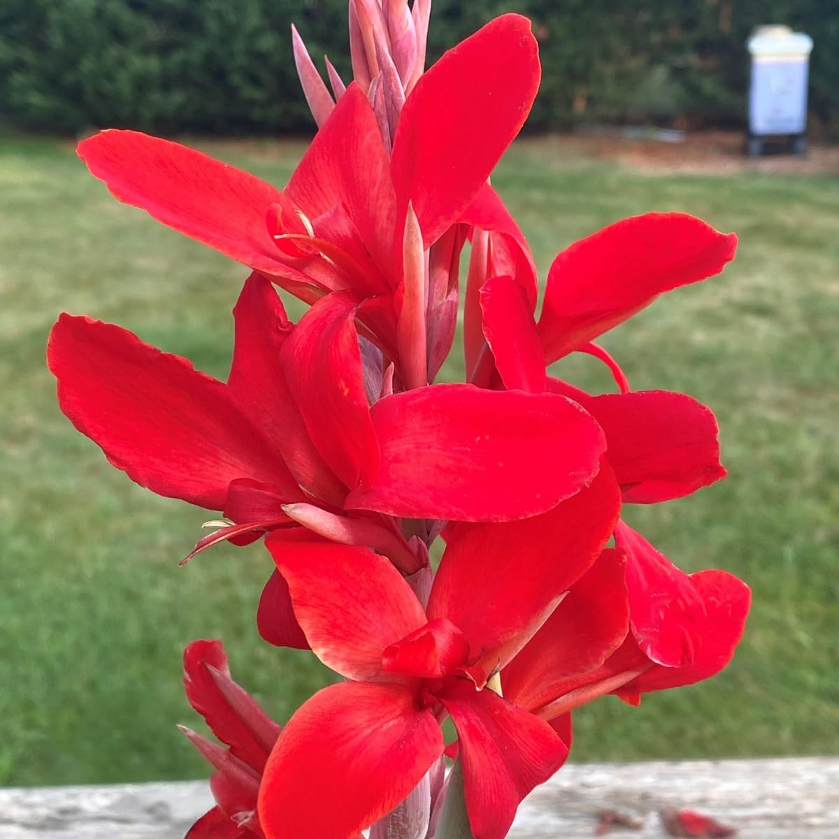 Kreta Canna Lily Flower Bulb – Vivid Red Island Series Blooms, Hummingbird Garden, Clean Green Foliage, Zones 3–9, 4–5 Ft Tall, Summer Rhizome, 1 Bulb