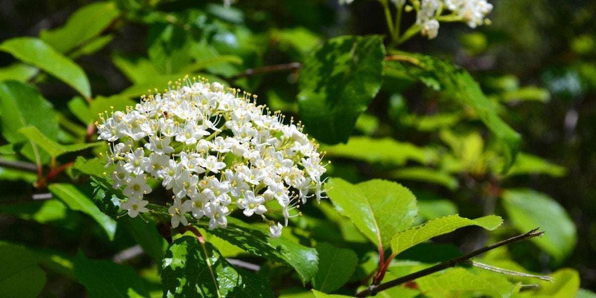 Live Plant - 2 Blackhaw Viburnum Shrubs/Trees - Live Potted Plants - 6-12" Tall - 4" Pots