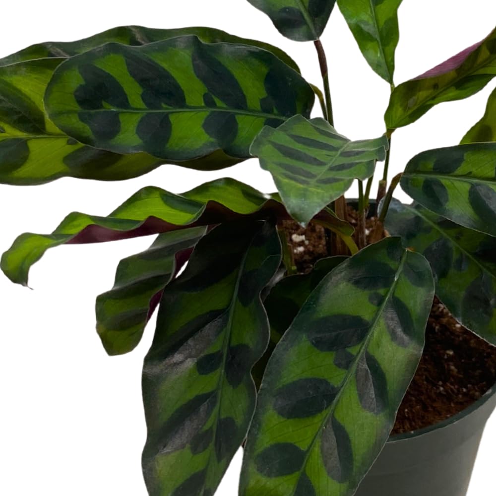 Calathea Lancifolia, Rattlesnake, Prayer Plant, Rattle Snake, 4 inch Pot