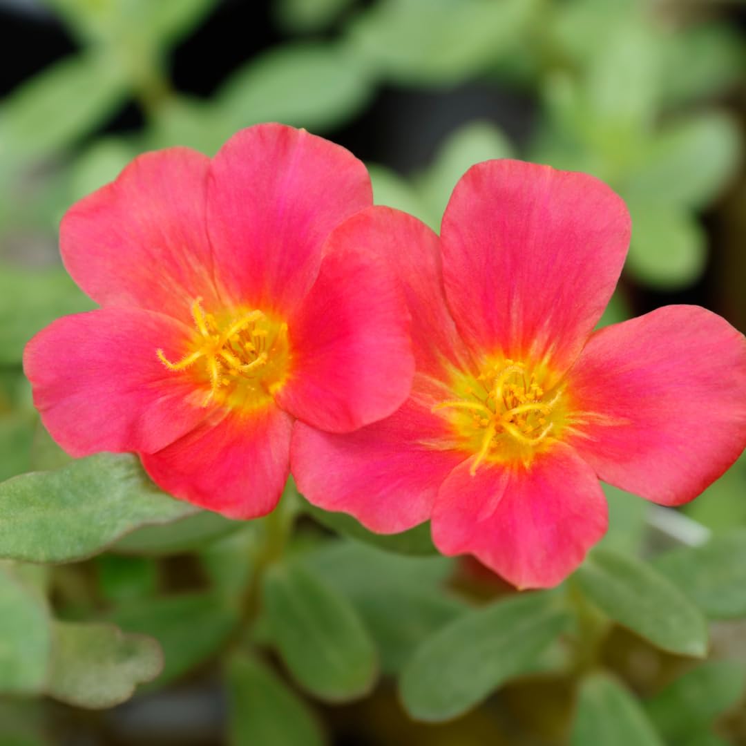 Set of 4 Live Portulaca Plants, Moss Rose Flower Plants, 4–7 Inches Tall, Well-Rooted, Ready to Grow (Hot Pink Portulaca)
