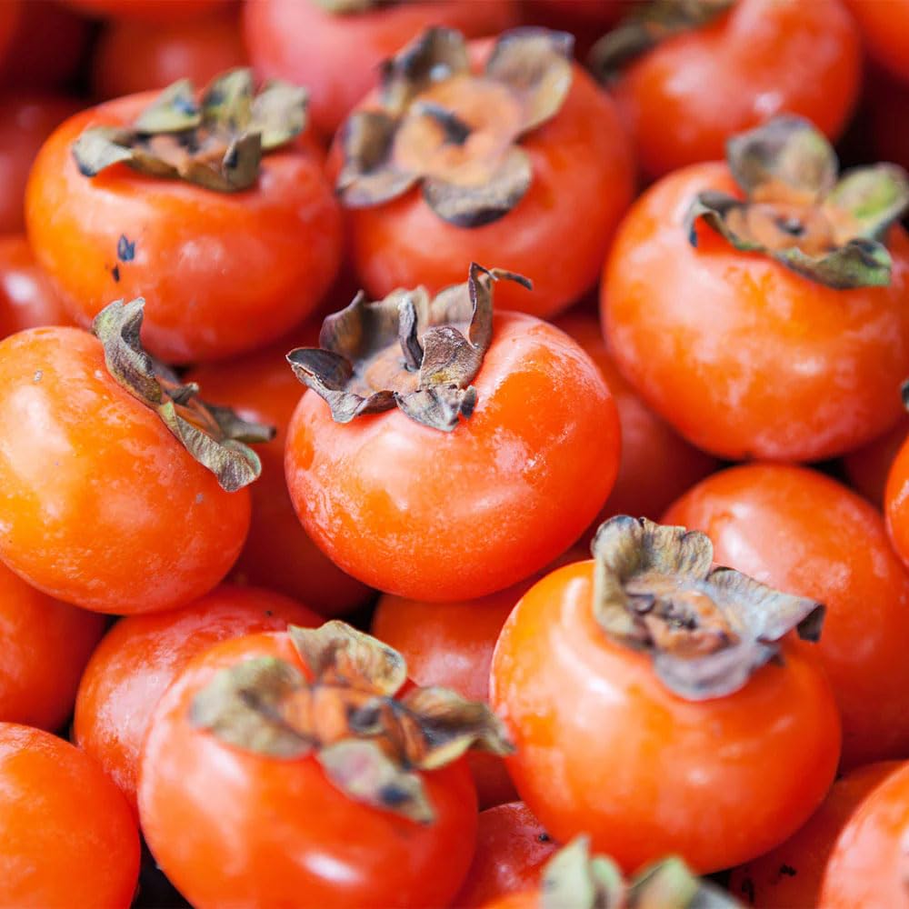 30+ Seed Date Plum Persimmon Fruit Tree Seeds for Planting Outdoor-Non-GMO Heirloom Sweet Fruit Plant in Your Home Garden