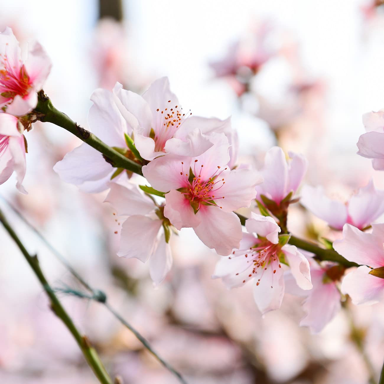 PERFECT PLANTS Early Elberta Peach Tree 4-5 Feet | Live Fruit Tree for Outdoor Planting | Sweet & Healthy Fruit | Spring Blooming Flowers Mature to Ripe Fruits in Summer