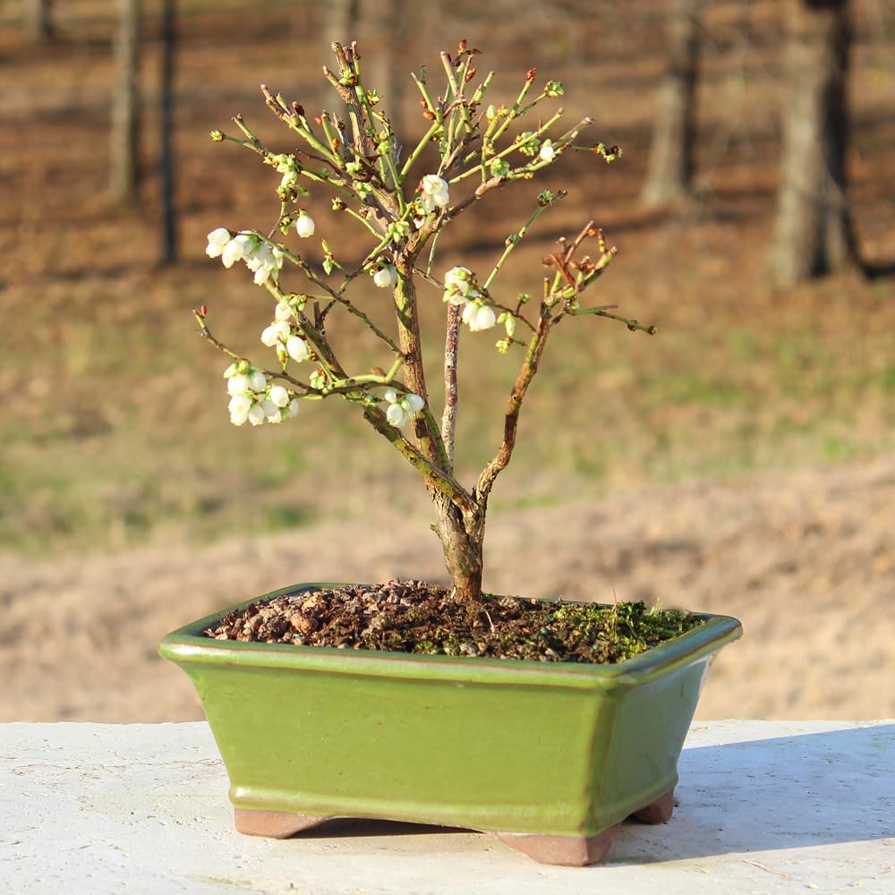 Brussel's Bonsai Live Dwarf Blueberry Bonsai Tree - Small, 4 Years, 6 to 8 Inches Tall - Outdoor Live Bonsai Tree with Ceramic Bonsai Pot