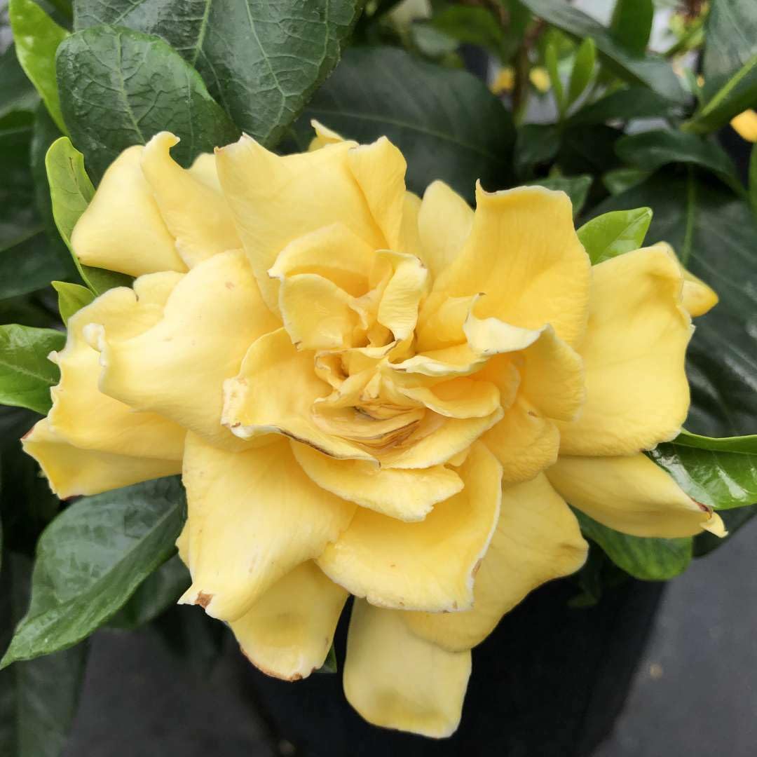 Live Plant - Gardenia Jasminoides Live Well Rooted Plant
