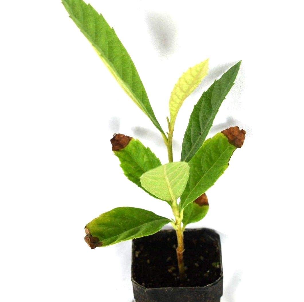 Loquat Tree Sweet Yellow Plum Live Starter Plant Plug 4-7 Inches Tall Easy-to-Grow Grown from Seeds 7-12 Months Old Ready to Plant Indoor/Outdoor