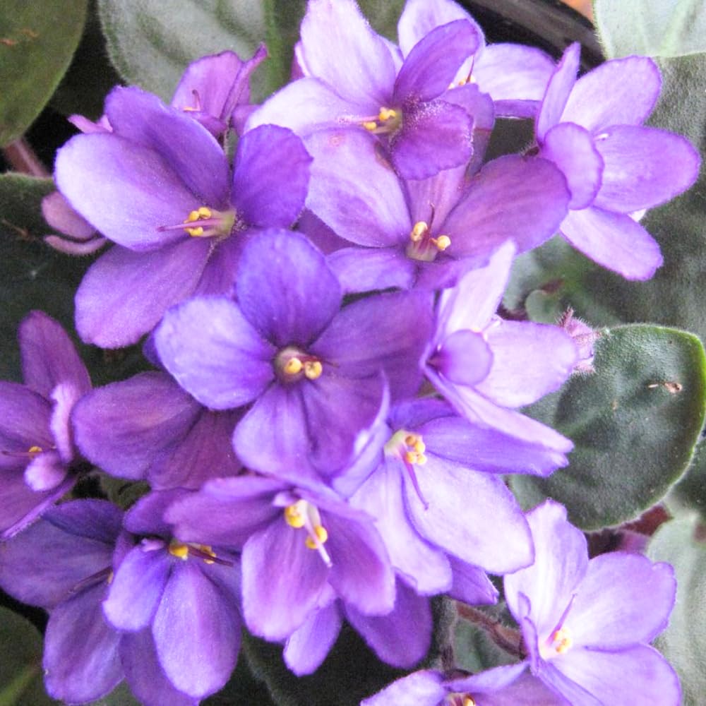 African Violets Live Plants, African Violet Plant Live in 4 Inches Pot, Violets Flowers Houseplant, 4-7 Inches Tall for Home Office Decor (Light Purple)