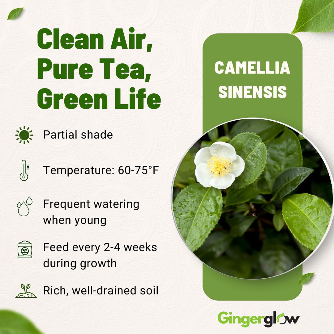Camellia Sinensis Plant Live 4 Inch Tall | Evergreen Tea Plant | Ideal for Patio Containers, Garden Beds, Hedge Planting & Landscape Use