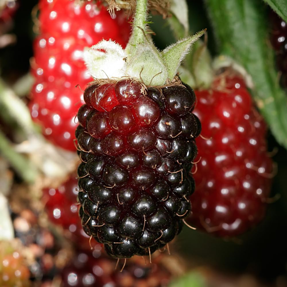 2 Boysenberry Plants Live 5 to 8 Inch Tall, Sweet Boysenberry Trees Live Plants for Planting Indoor Outdoor