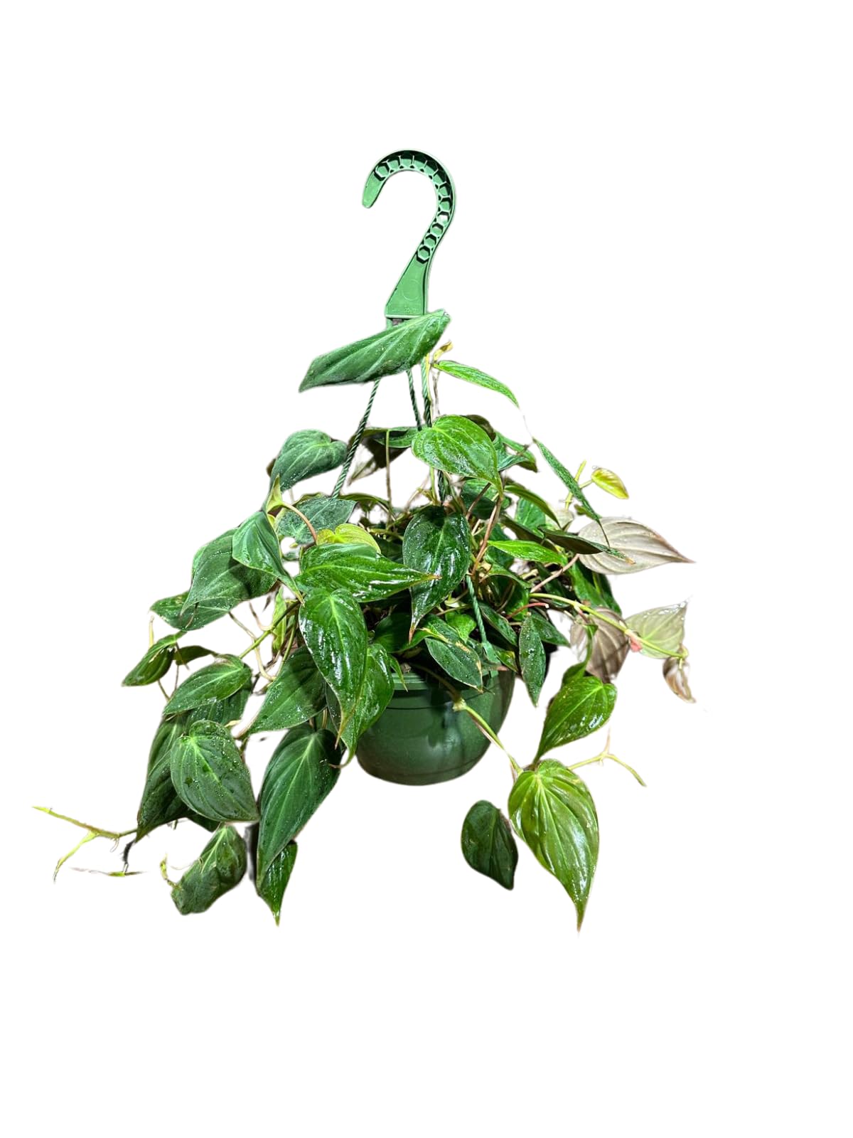 Philodendron Micans Hederaceum Trailing Vine Plant in a 8" Hanging Basket, Live Houseplant, Air Purifier, Easy Care Tropical Plant