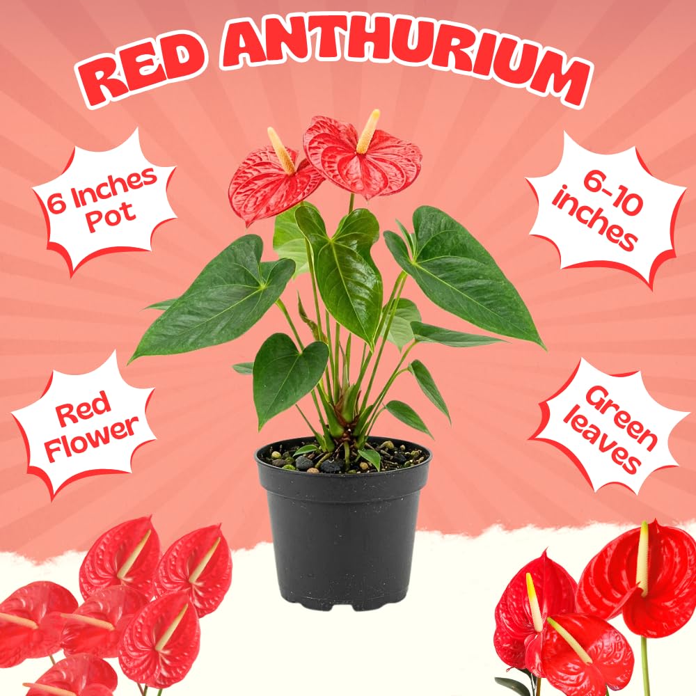 Red Anthurium Live Plants, 6-10" Tall in 6" Pot, Tropical Anthurium Plants, Vibrant Flowering Indoor Plant, Fully Rooted Tropical Decor Plant, No Ship to CA