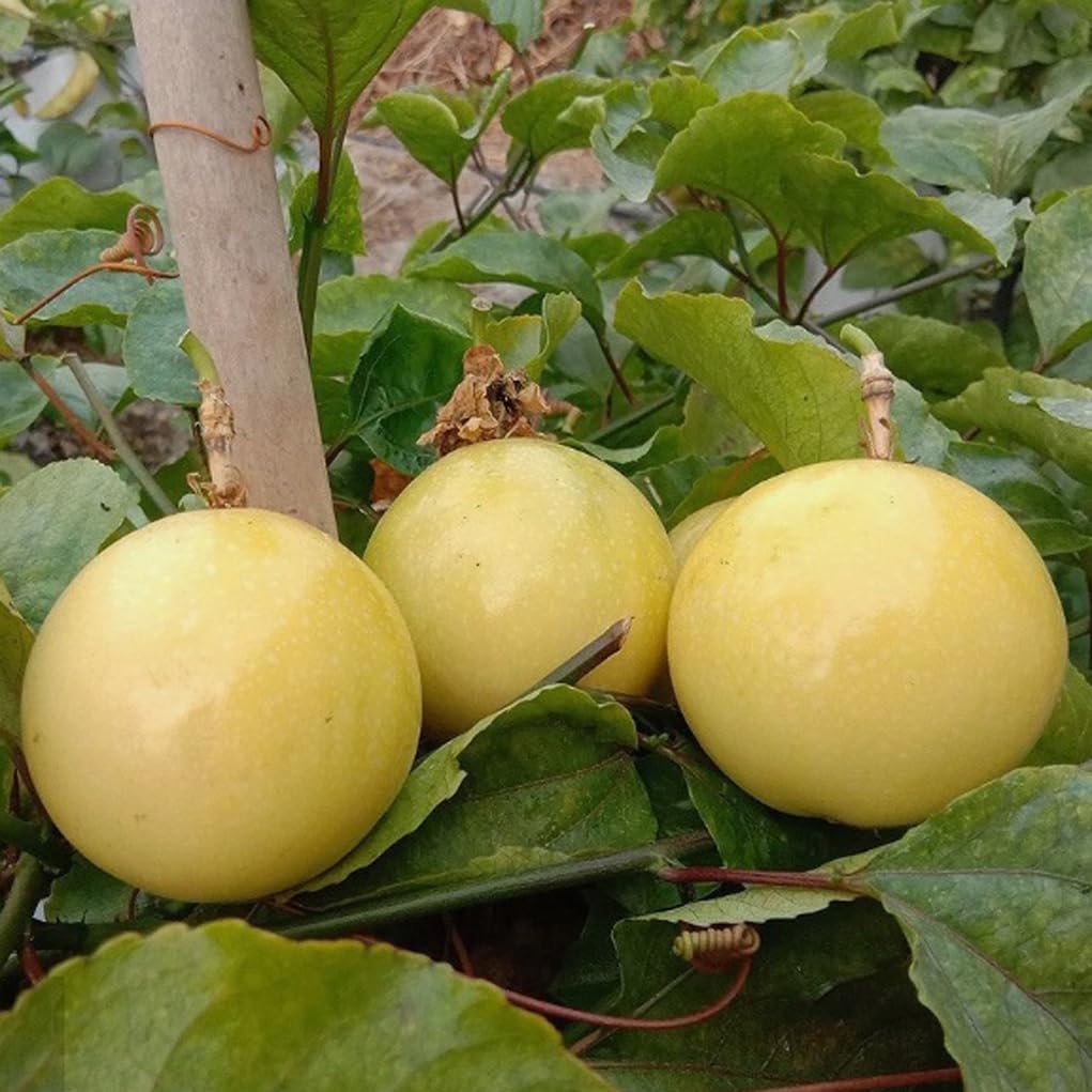 30PCS Golden Passion Fruit Seeds Sweet Granadilla Yellow Passion Fruit Seeds