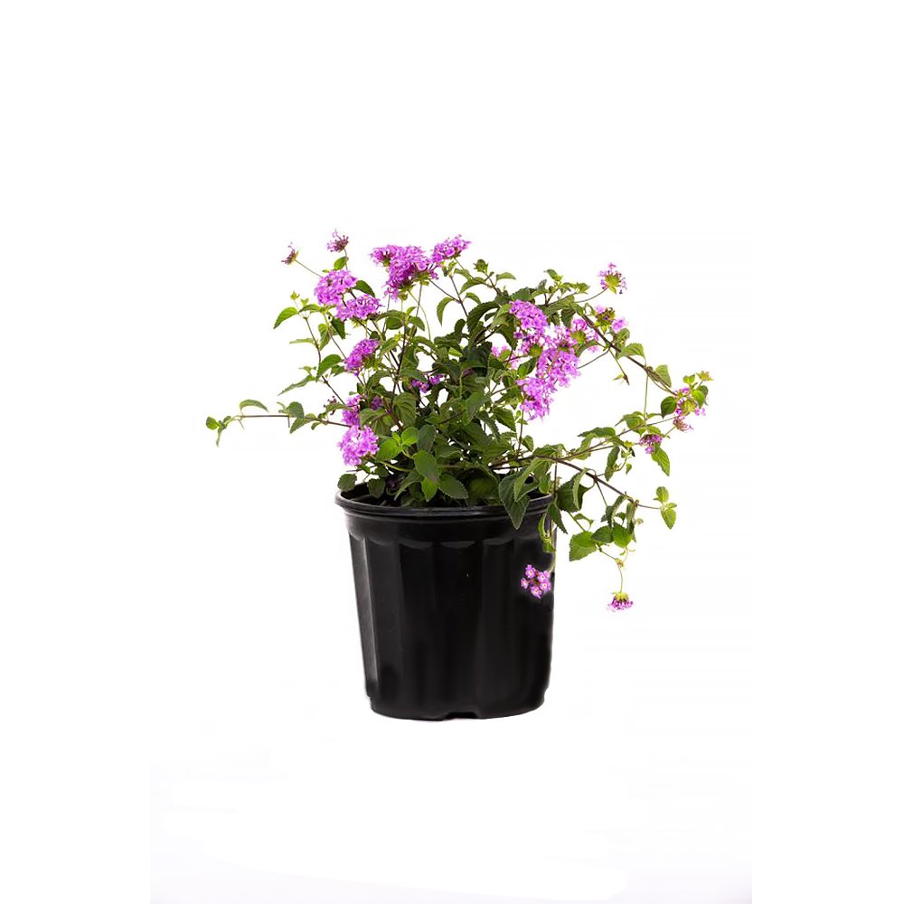 American Plant Exchange Lantana 'Lavender' – 6-Inch Pot – Live Flowering Shrub with Soft Purple Blooms, Heat-Tolerant Outdoor Plant for Patios, Gardens, Containers & Pollinator Landscapes