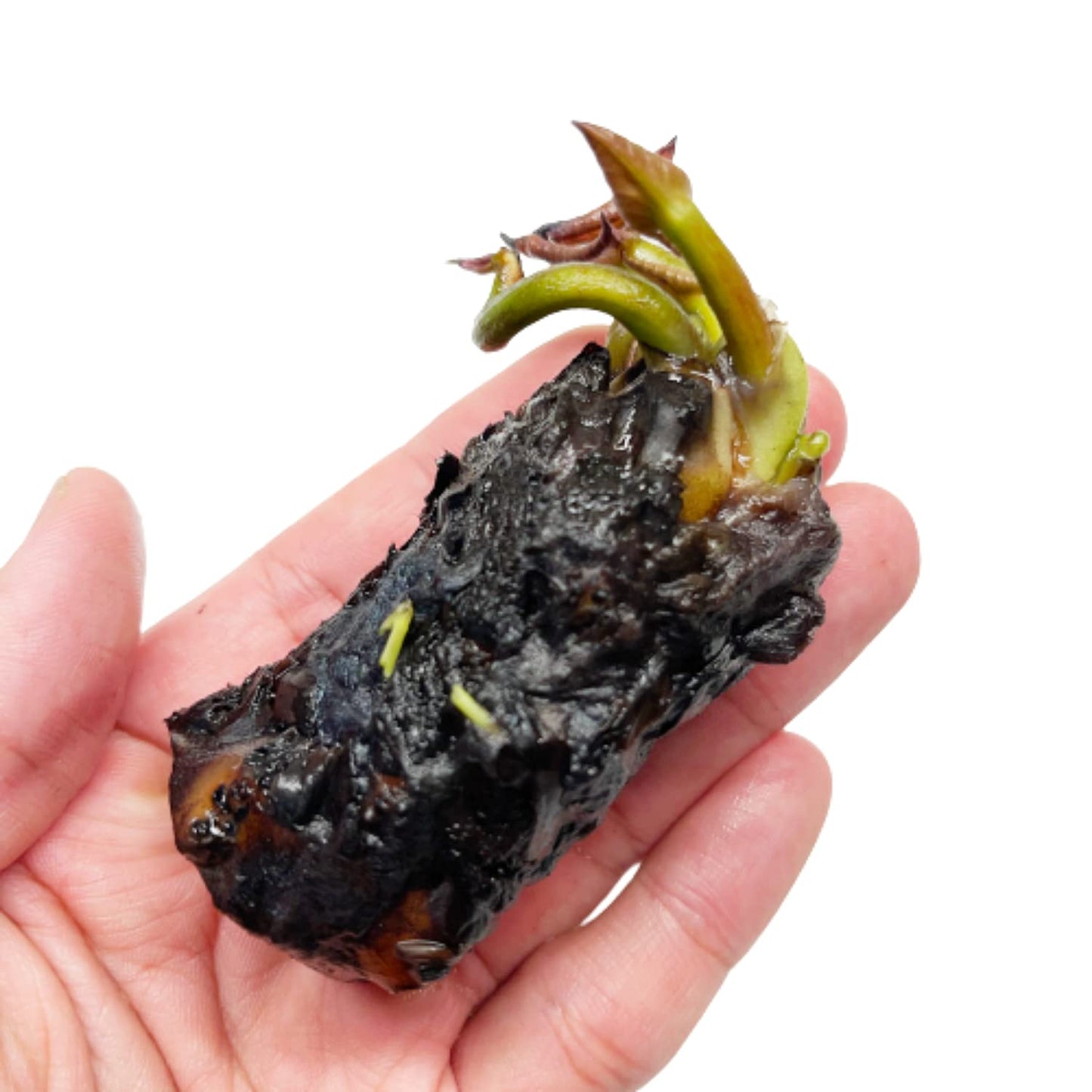 Mainam Red Nymphaea Attraction Live Aquarium Plant Hardy Water Lilies Tuber for Freshwater Fish Pond Balcony
