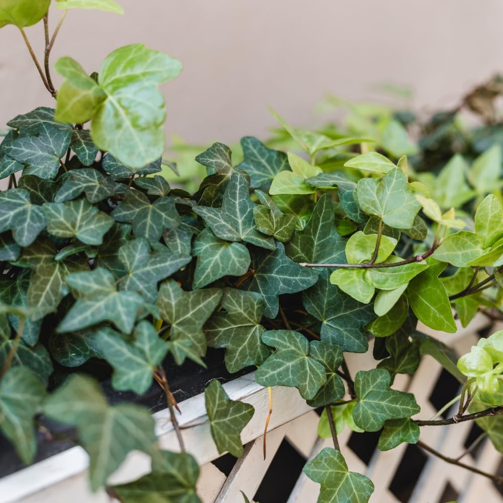 English Ivy Live Plant, Perennial English Ivy Vine Live Plant in Pot, 4 to 8 Inches Tall