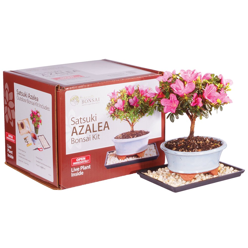 Brussel's Bonsai - Live Satsuki Azalea Bonsai Tree Kit, Outdoor Flowering Bonsai Tree Live Plant with Bonsai Pot, Soil and Tray, Easy Care Bonsai Starter Kit for Patio Garden (Medium)