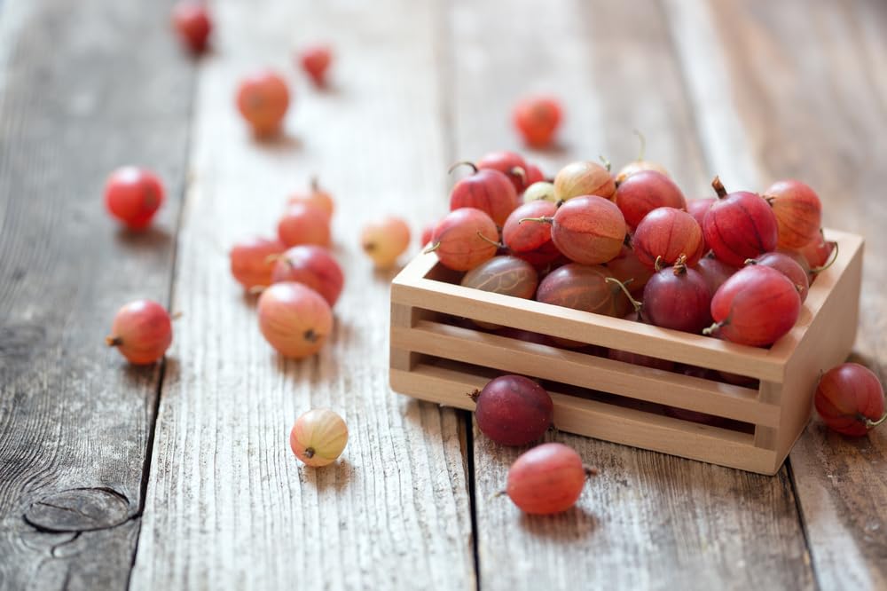 Pink Pixwell Gooseberry Seedling (12–18") – Hardy Bush with Sweet-Tart Berries (2 Seedlings)