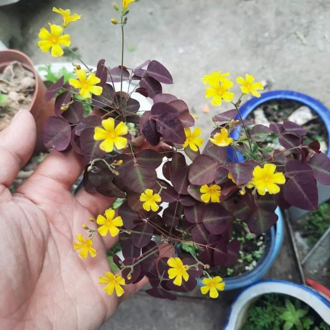 Burgundy Yellow Oxalis Plant, Yellow Shamrock Plants, 4-8 Inch Tall for Indoor or Outdoor Growing