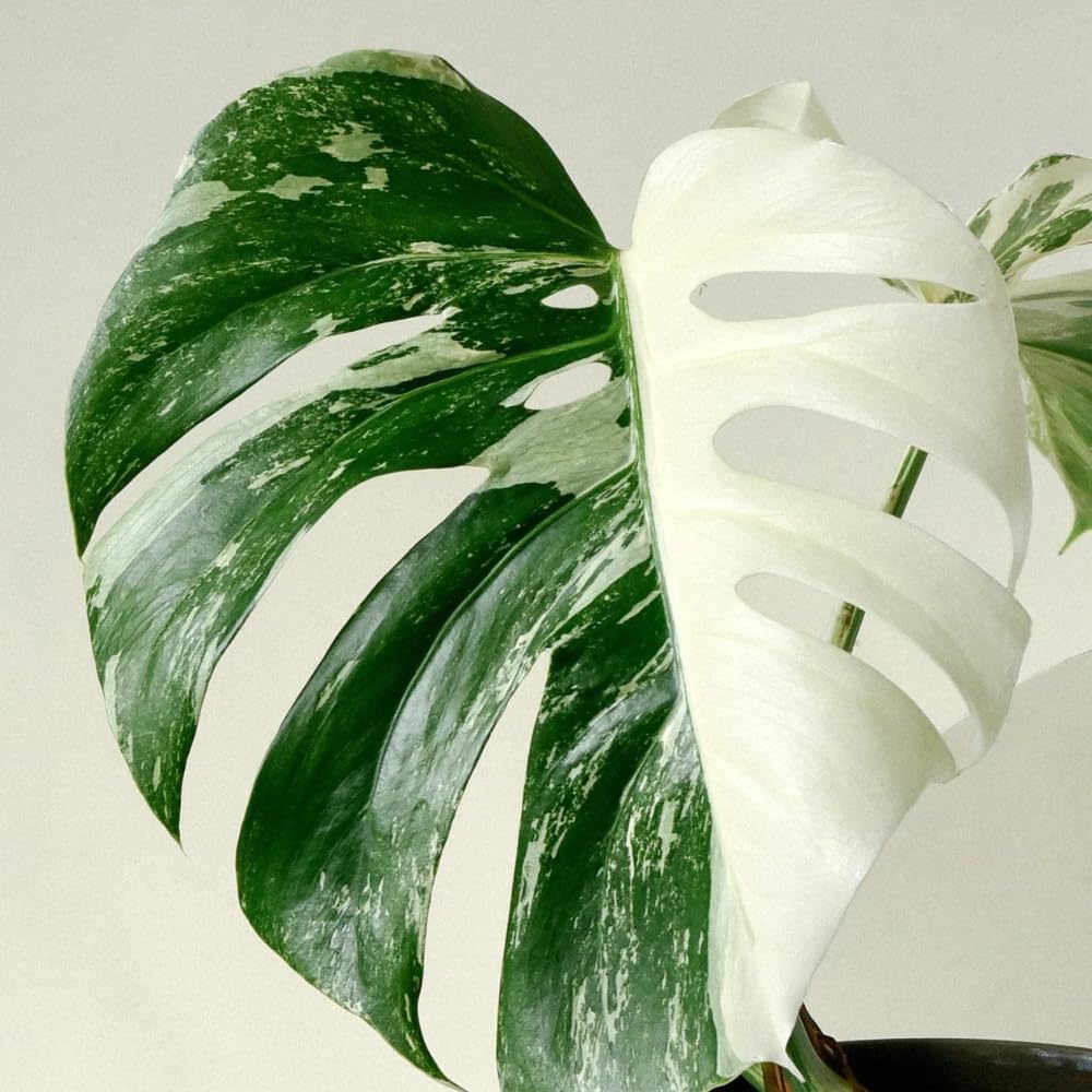 Philodendron Plant Live, Rare Tropical Variegated Live Indoor Houseplant, Starter Plants No Pot, 5-9" in Tall (Monstera Thai Constellation)
