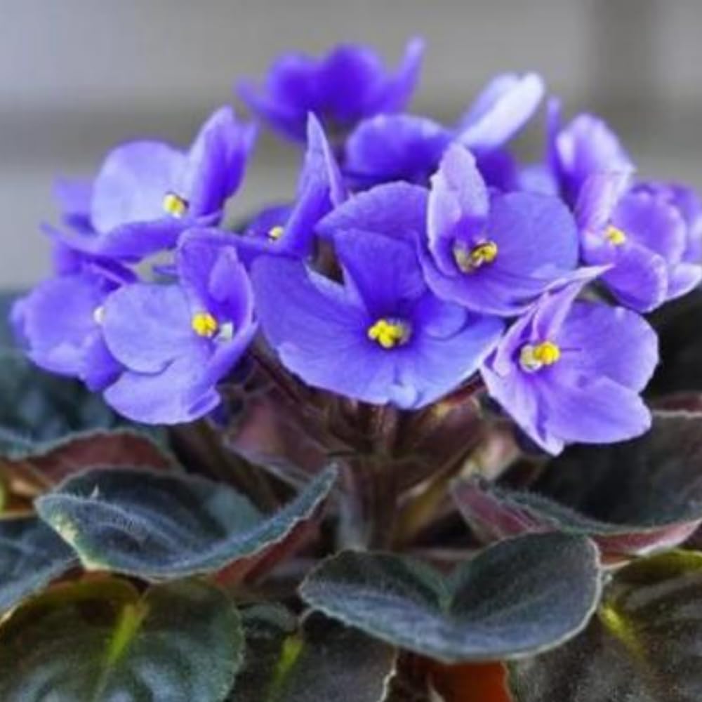 Blue African Violets Live Plants, African Violet Plant, 4 Inc Pot