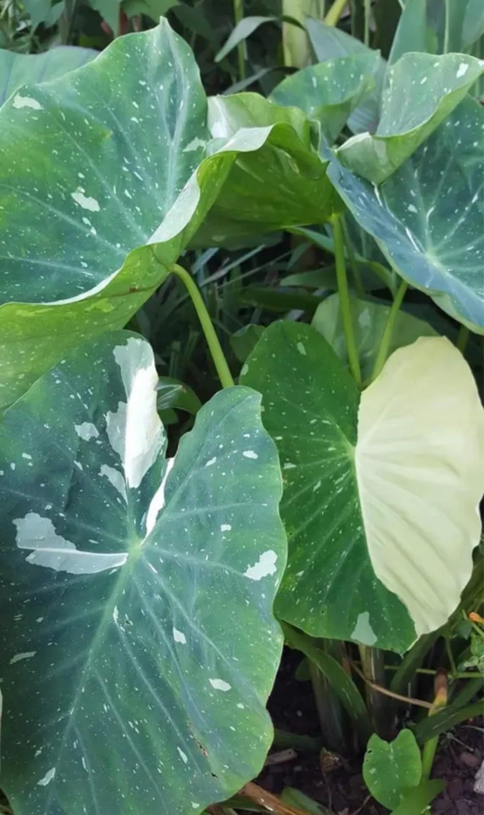 Live Plant - Colocasia esculenta- Elephant Ear - Small Rooted Starter Plant