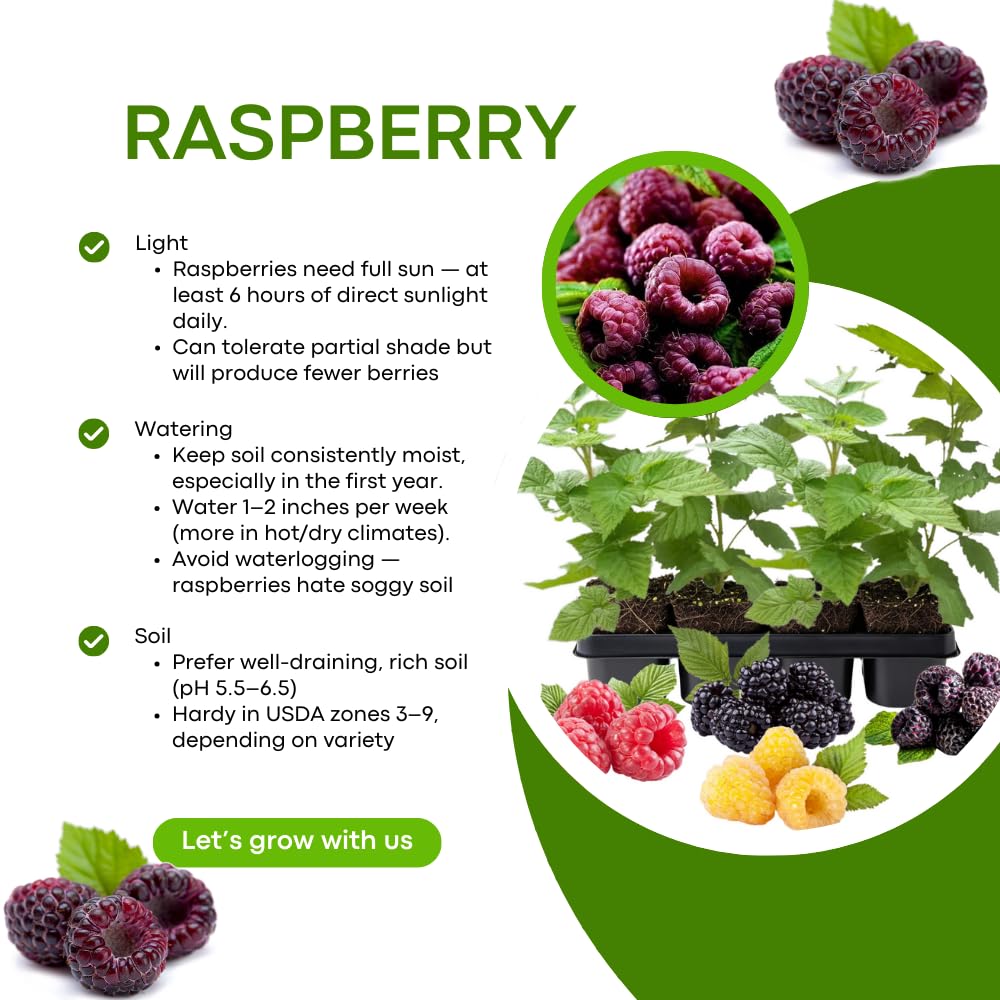 Pack 2 Raspberry Plants Live for Planting, Cold Hardy Raspberry Trees Live Plants, 4 to 9 Inches Tall, Sweet Berry Fruits Seedlings (Purple Thornless Raspberry)