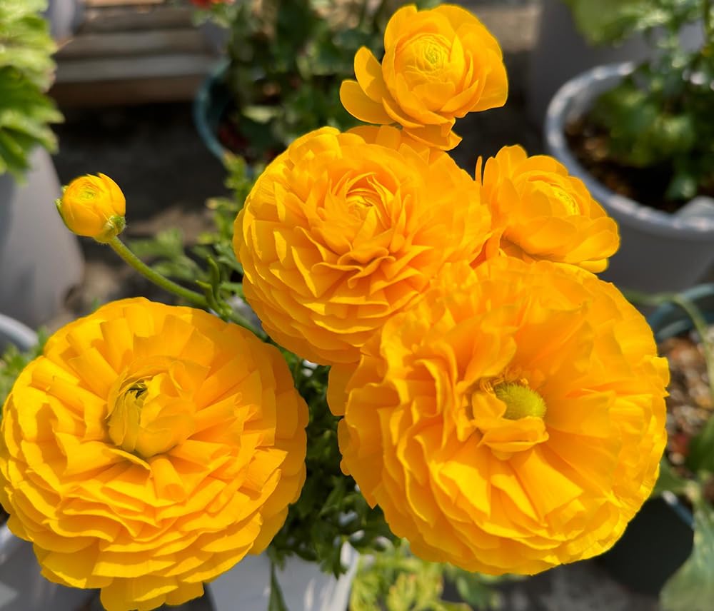 15pcs Mixed Peony Ranunculus Bulbs Corms Flower Bulbs Garden Blooms Planting (Yellow)
