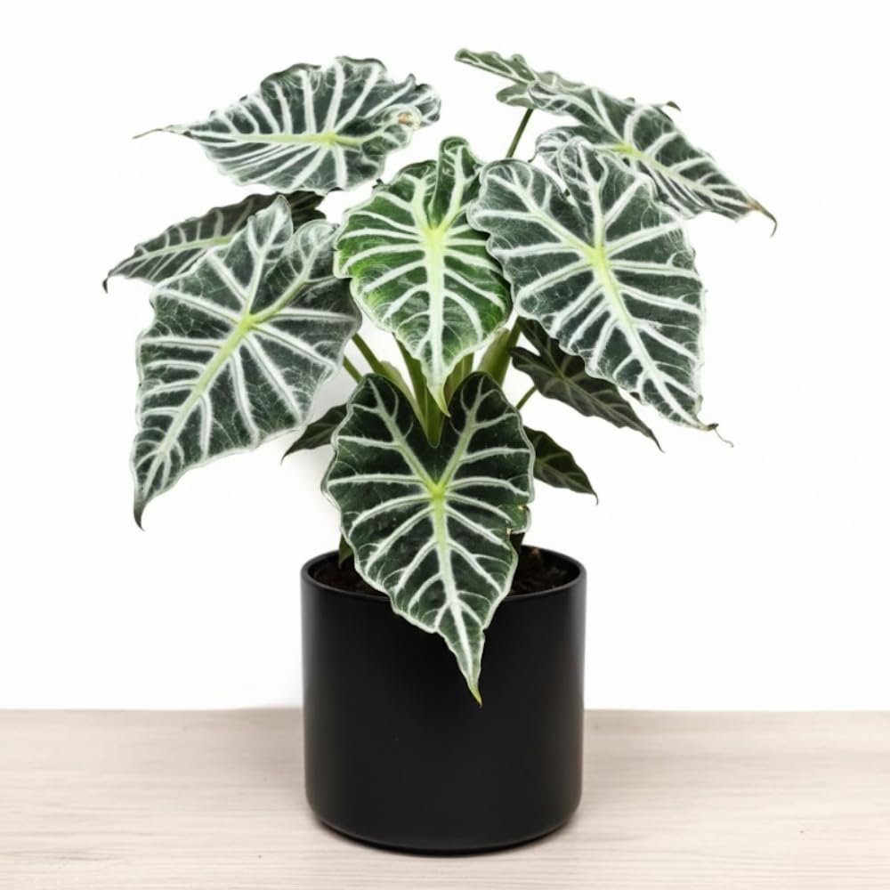 Alocasia Live Plant, Tropical Plant for Gift or Home Office Decor, Air Purifying, Rare Alocasia Plant Indoor from 2 to 4 Inches Tall (Deep Green)