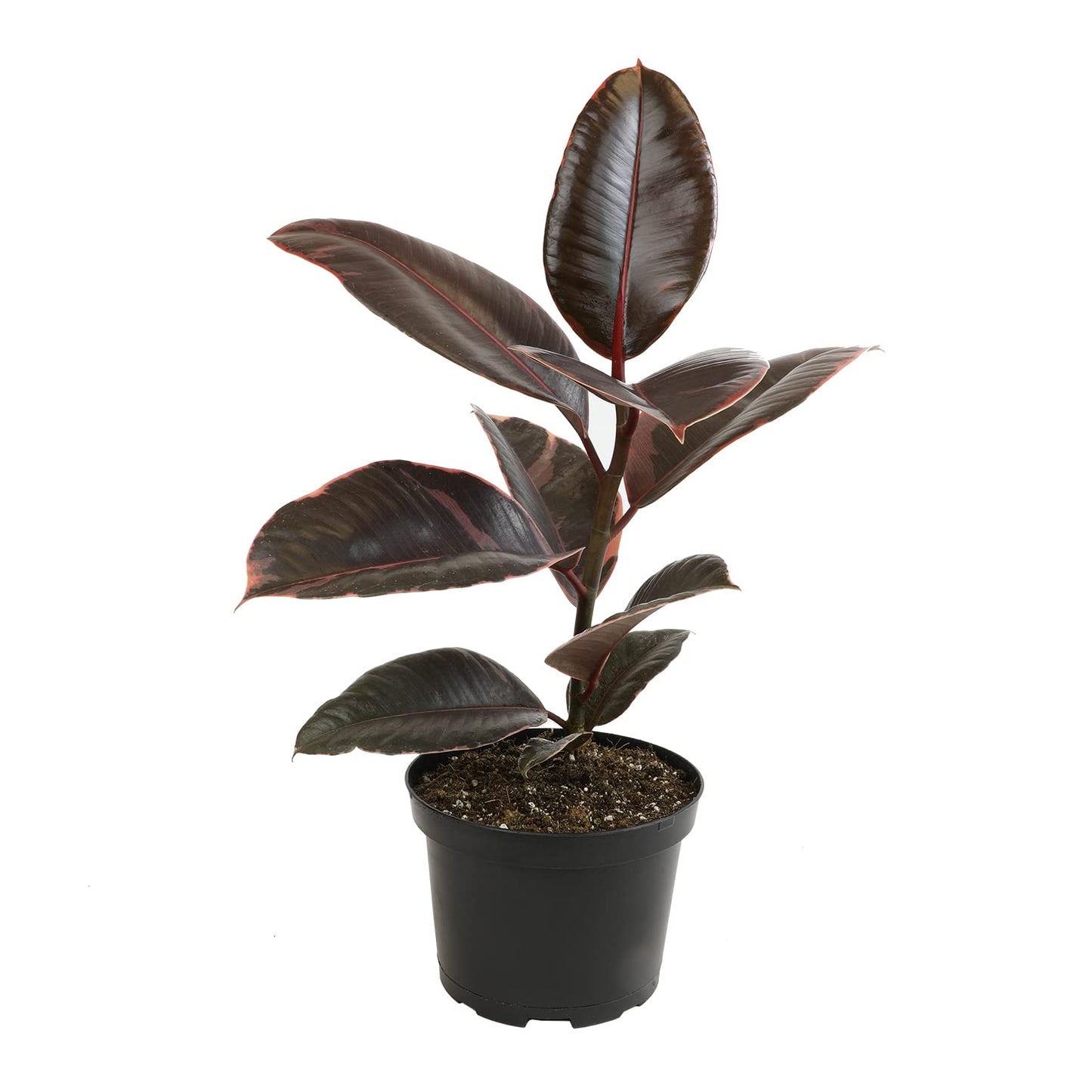 Ruby' Ficus Tree Live Plant (Variegated Rubber Plant), Ficus Elastica Live Plant Delivery, Easy Plant, Indoor Plants Live Houseplants, Real Plants, Live Plants Indoor Plant Decor by Plants for Pets