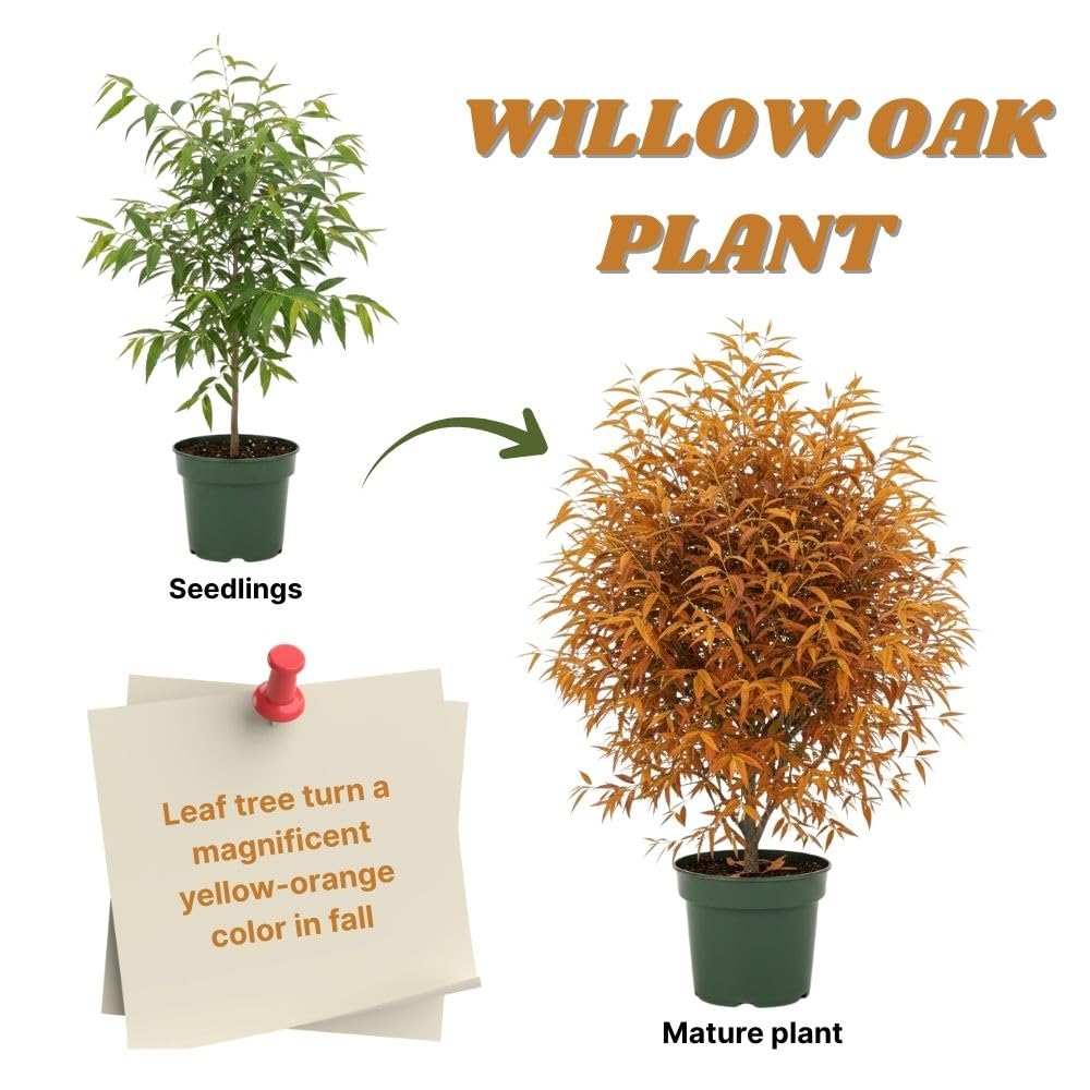 2 Live Willow Oak Plant, Willow Oak Shades Plant Live 6-10 Inches Tall, Oak Trees for Planting Outdoor Garden