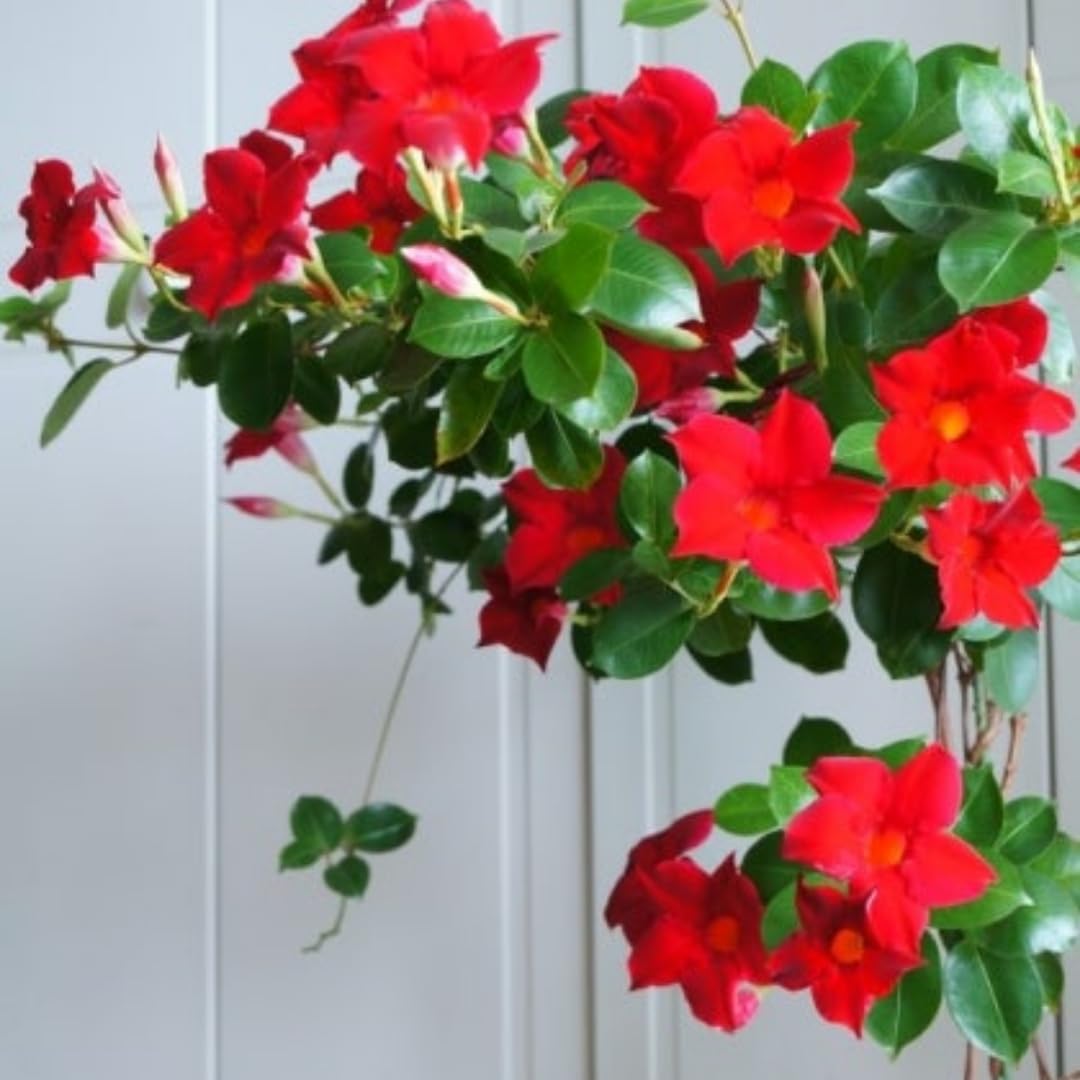 2 Red Mandevilla Plants Live for Garden, 4 Inc to 6 Inc Tall, Mandevilla Plants Live, Mandevilla Vine Plant, Mandevilla Plant