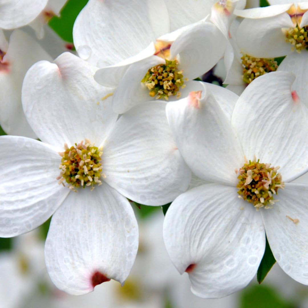 Dormant Dogwood Tree Live Plant, 9 Months Old 6-12 Inch Tall in Quart Pot, Dogwood Tree Potted, Perennial, Well Rooted Plants, Cold Hardy (White Flowering)
