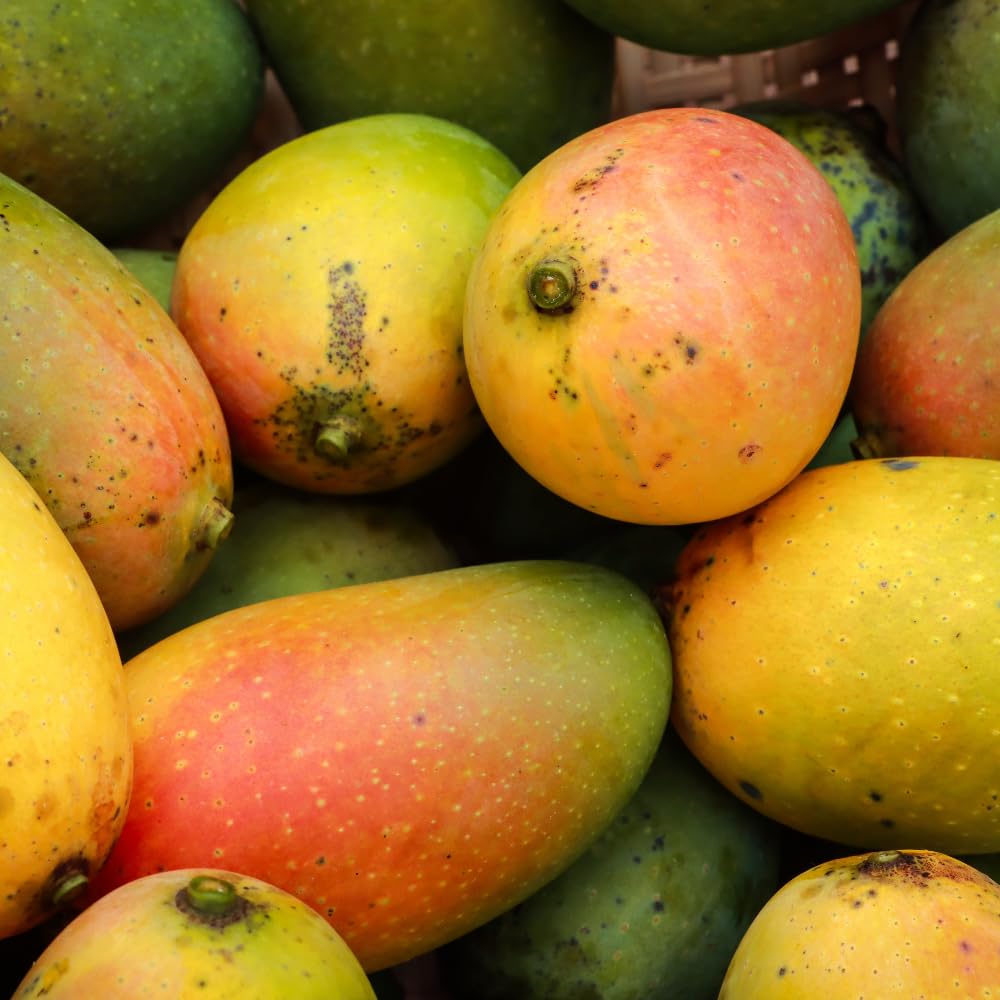 Bright Yellow Mango Live Plant from 2-2.5 Feet Tall, Cold Hardy Mango Tree, Live Fruit Tree for Outdoor Gardening