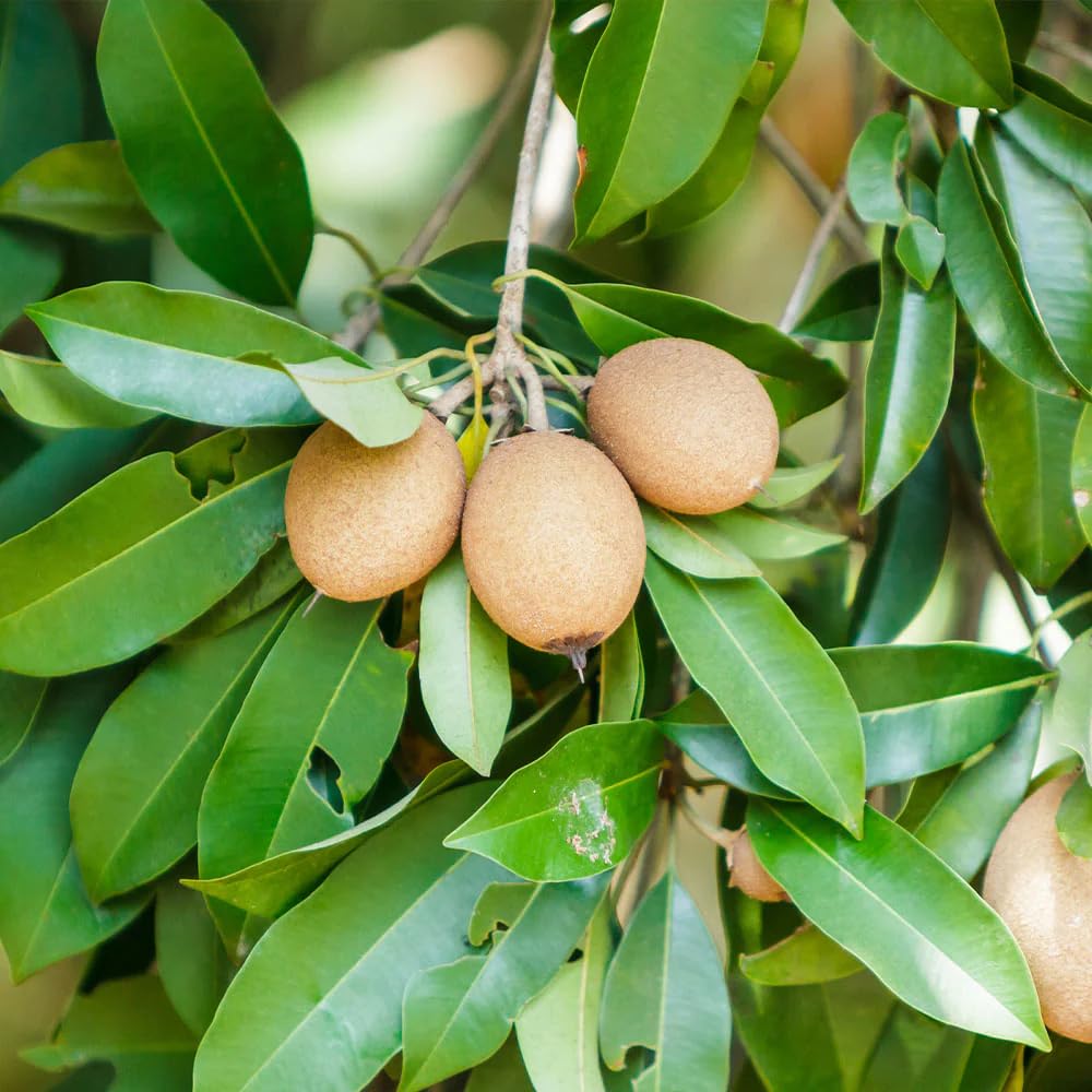 5Pcs Sapote Seeds for Planting, Tropical Sapodilla Seeds to Grow