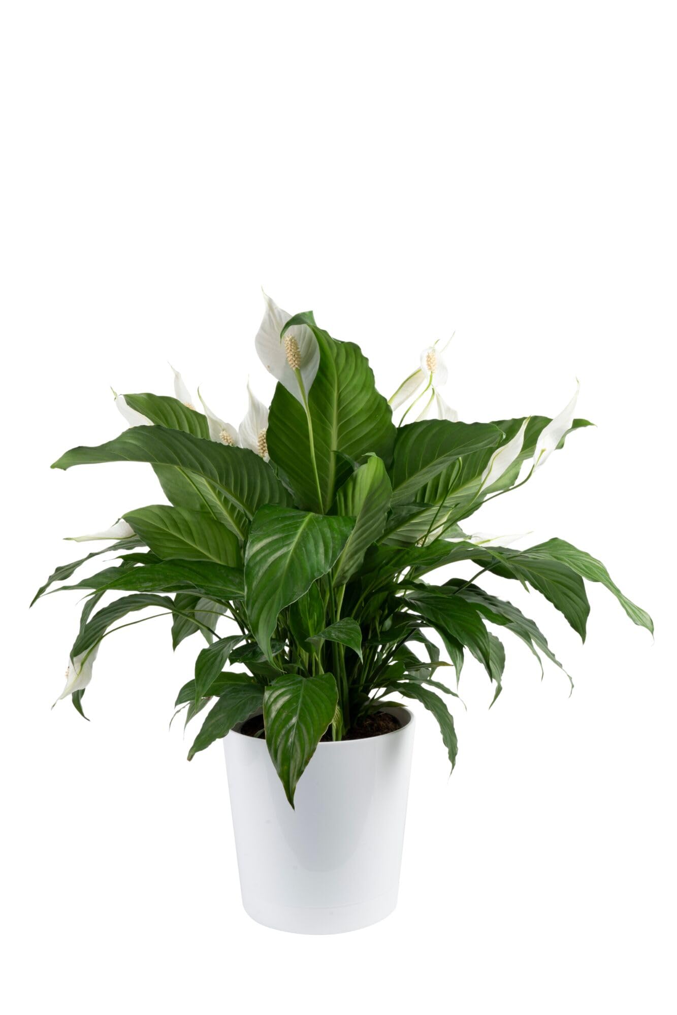 Costa Farms Peace Lily Live Plant in Decorative Pot, Air Purifying Flowering Large Indoor Houseplant, Perfect for Home, Room, or Office Decor, Great House Warming or Birthday Gift, 2-3 Feet Tall