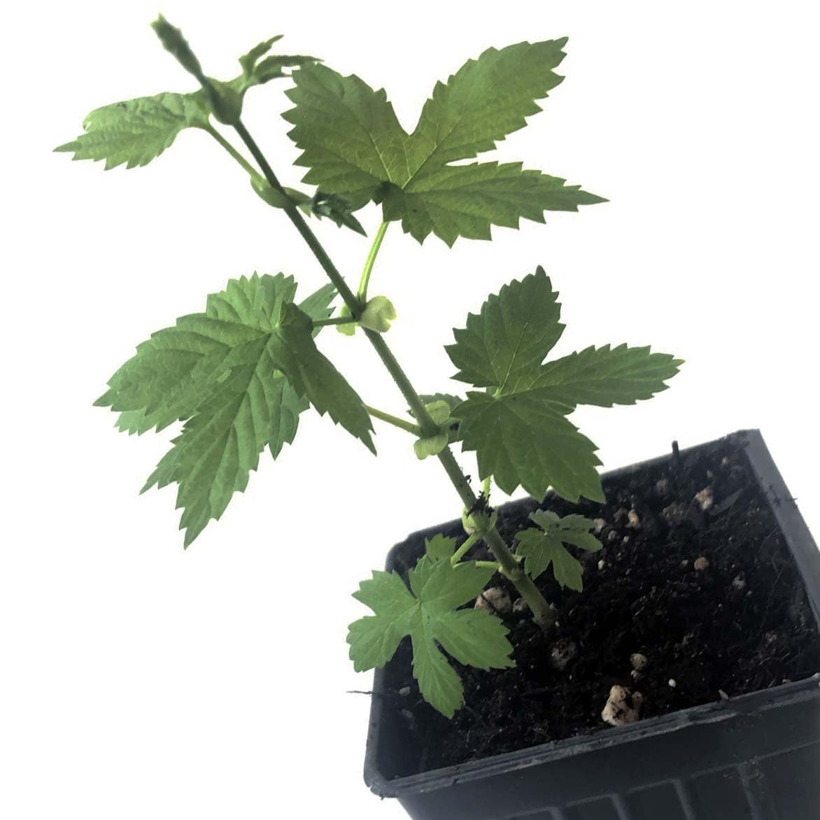 Smoke Camp Crafts Cascade Hops Plant (Humulus lupulus) in 2.5 inch Pot | Perennial Vine for Beer Making or Tea
