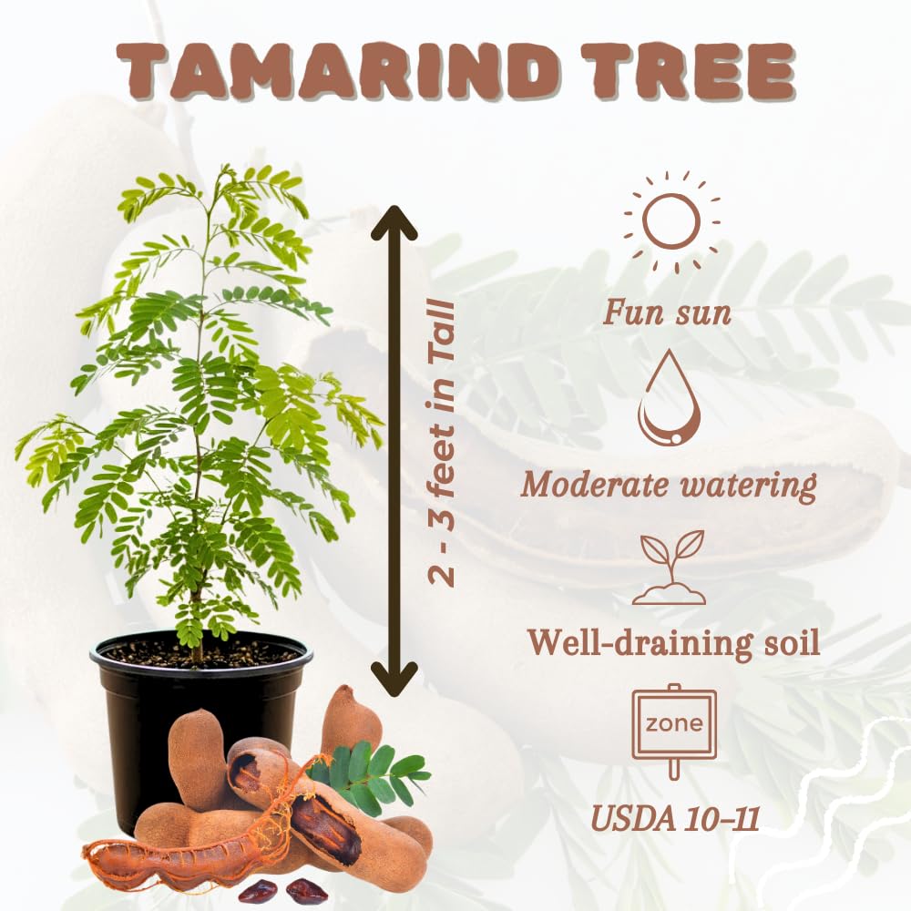 Tamarind Tree Plant Live, Tamarind Fruit Perennial Tropical Plants, Live Fruit Tree, 3 Feet Tall in 3 Gallon for Outdoor Gardening