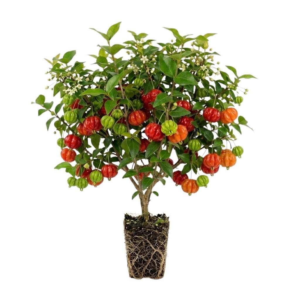 Surinam Cherry Live Plant 4–7" Tall, Surinam Cherry Plant, Tropical Edible Fruit Plant, Fast Growing, Suitable for Indoor Outdoor