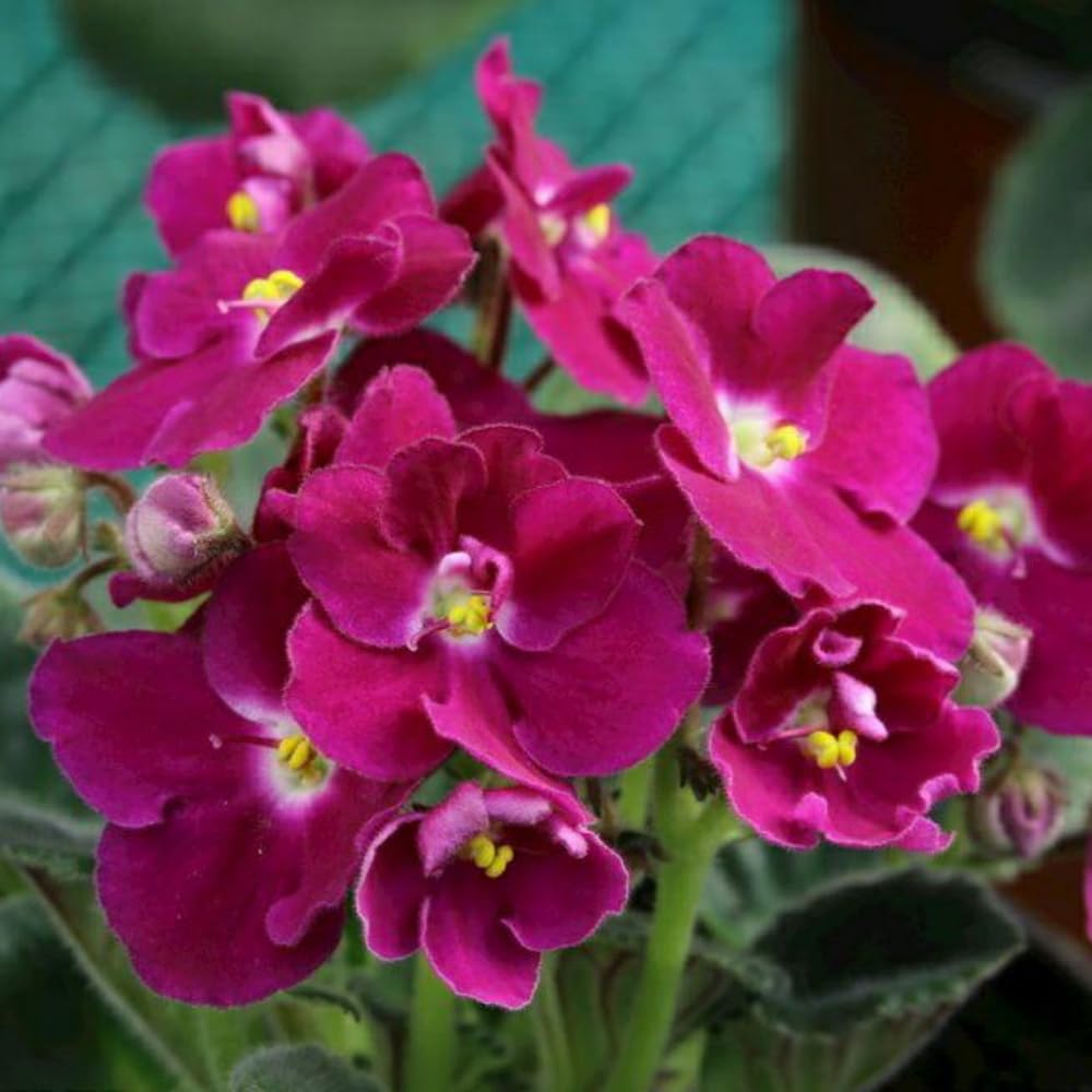 Live African Violet Plant Indoor, Burgundy Red African Violets Live Plant, 4 Inches Pot, African Violet Plant Live House Plants for Garden, 8 to 10 Inc Tall