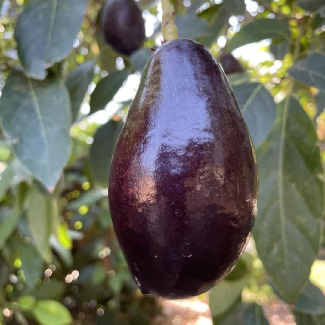 2 Years Old Avocado Tree Grafted, 1-2 Feet Tall in 3 Gallon Pot,Ready to Plant and Bear Fruit (Black)