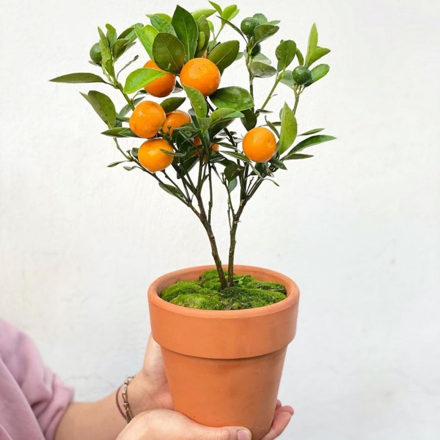 Calamansi Tree Live Plant, Sour Citrus Tree for Outdoor Planting, Calamondin Tropical Plant 2-3 Ft Tall in 5 Gallon Pot